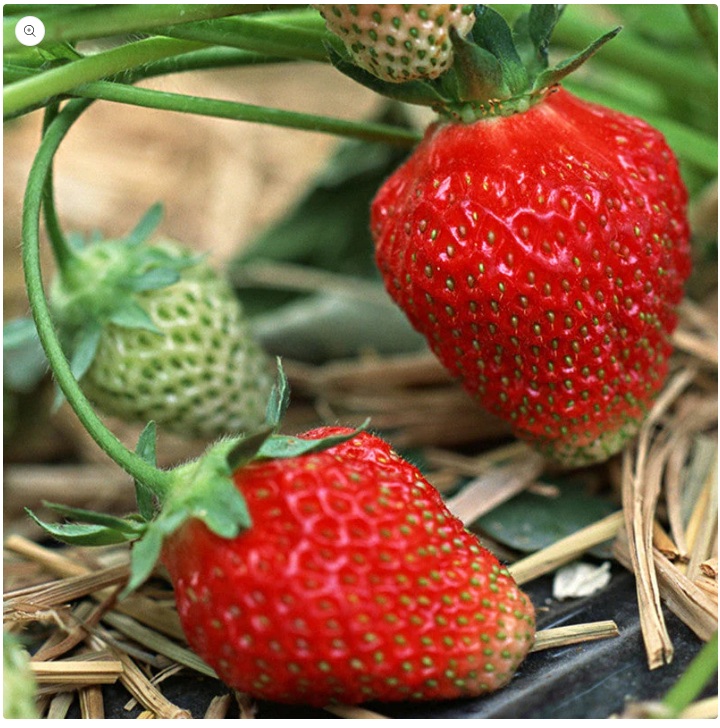 Strawberry Plant